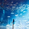 Aya Universe With Combo Tickets Dubai - Image 8