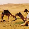 Desert Safari At Arabian Dreamland Tourism Llc Dubai - Image 11