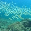 Dive Into Adventure With Diving Course Dubai - Image 12
