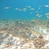 Dive Into Adventure With Diving Course Dubai - Image 13