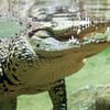 Dive Into The Ultimate Experience Adventure Packages! National Deal - Image 3