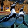 Dive Into The Ultimate Experience Adventure Packages! National Deal - Image 6