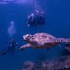 Experience Scuba Diving With Pool And Beach Dives! Dubai - Image 6