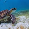 Experience Scuba Diving With Pool And Beach Dives! Dubai - Image 8