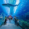 Fascinating Aquaventure Waterpark With Lost Chambers Aquarium National Deal - Image 5