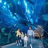 Fascinating Aquaventure Waterpark With Lost Chambers Aquarium National Deal - Image 6