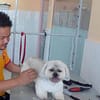 Pet Boarding Dubai - Image 4