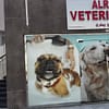 Dog/Cat Medical Check Up At Al Raha Veterinary Clinic Abu Dhabi - Image 3