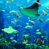 Up To 8% Off On At Peace Land Travel And Tourism Dubai - Image 6