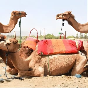 Atlas mountains day tour to Agafay with camel ride at Argana