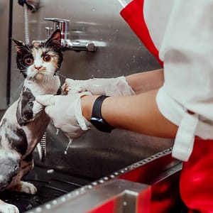 Basic Or Full Grooming For Cats Or Dogs At Pets Habitat Dubai