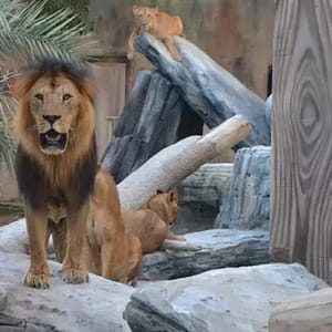 Dive Into Fun: Zoo Entrance With Activity And Aed 50/100/200 Voucher Abu Dhabi
