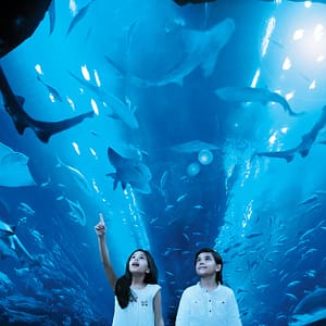 Dive Into The Ultimate Experience Adventure Packages! National Deal