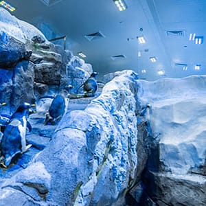 Underwater Zoo And Penguin Cove Dubai