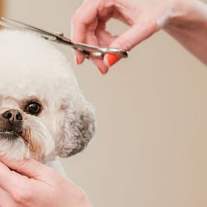 Pamper Your Pet: Basic Grooming For Small To Xl Dog And Small Cat Dubai