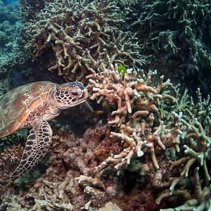Scuba Or Fujairah Diving Or Snorkeling At Goblin Diving Center Dubai