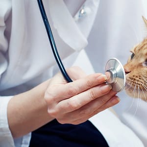 Vet Dubai