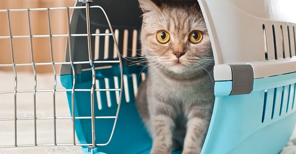Animal Rental Sharjah & N. Emirates