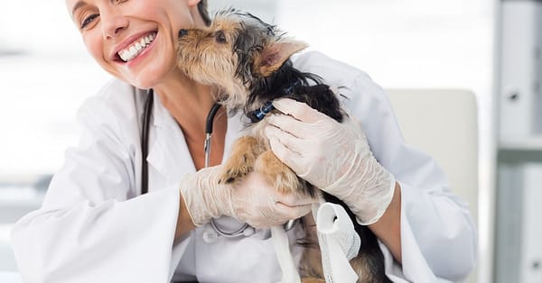 Annual Or First Vaccination Or Feline Neutering For Cats Dubai