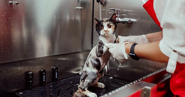 Basic Or Full Grooming For Cats Or Dogs At Pets Habitat Dubai