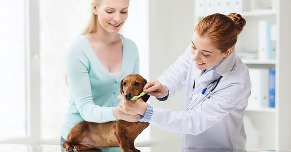 Full Dental Scaling For Pets At Pet Joy Veterinary Clinic Dubai