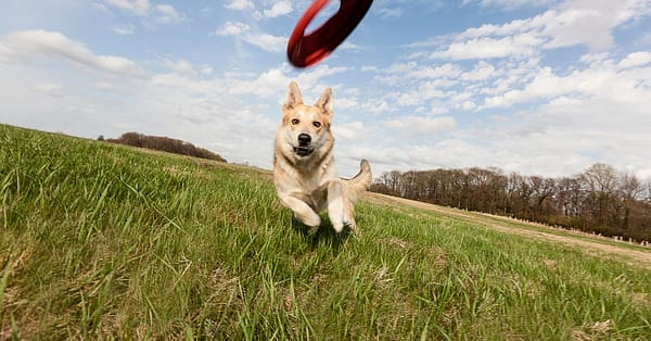 Dental Care For Cats Or Dogs Abu Dhabi