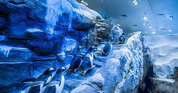 Underwater Zoo And Penguin Cove Dubai