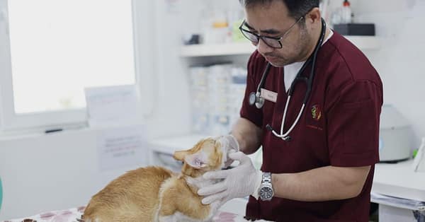 Fluff & Shine: Treat Your Pet To Luxury! Dubai