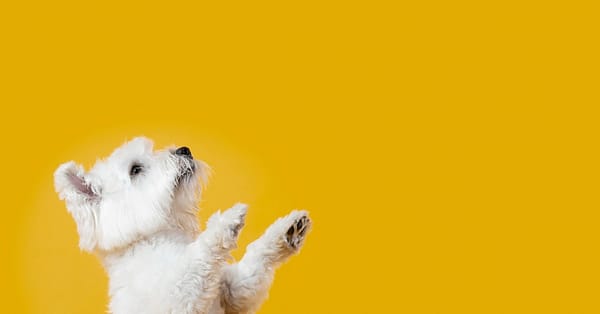 Medium Or Large Dog Package Dubai