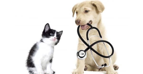 Get Specialized Vet Care For Your Pet At Cute Cat Veterinary Clinic Sharjah & N. Emirates