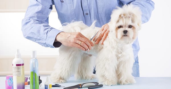 Pet - Grooming / Salon Dubai