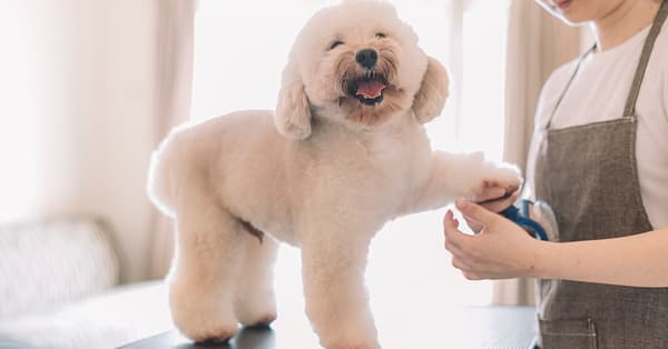 Cat Or Dog Full Grooming Dubai