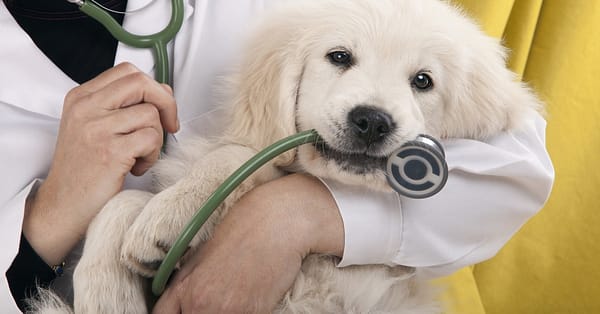 Veterinary Services For A Dog Or Cat At Zoo Veterinary Clinic Abu Dhabi