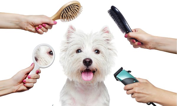 Treat Your Furry Friend To A Spa Day At Six Pawz Pet Grooming! Dubai
